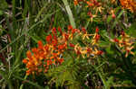 Butterfly milkweed